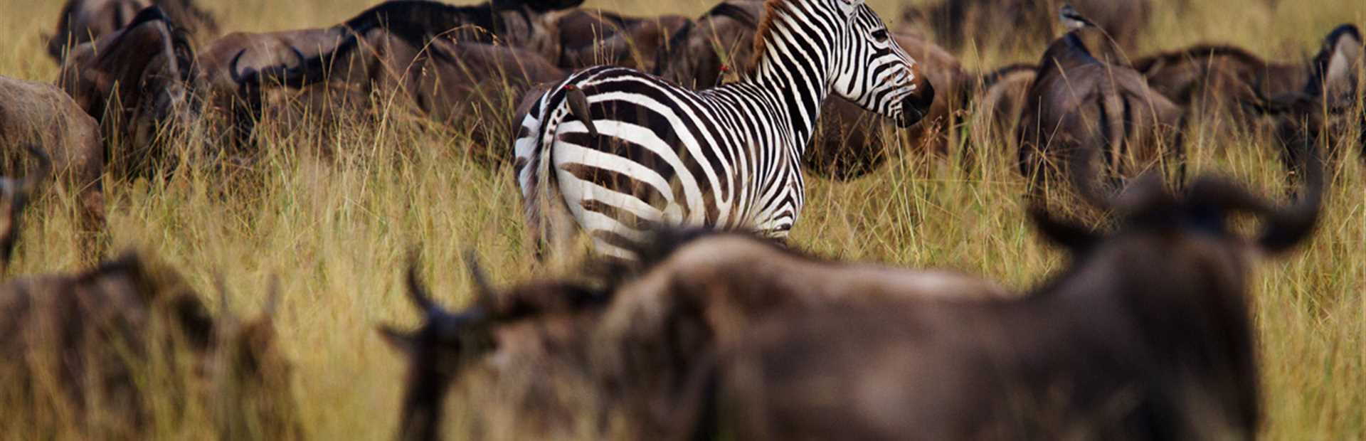 Kenya - Solo Safari